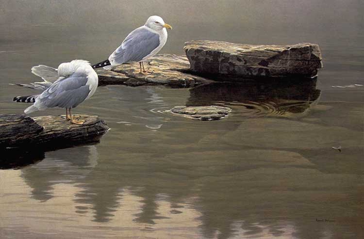 Robert Bateman-Still Morning Herring Gulls