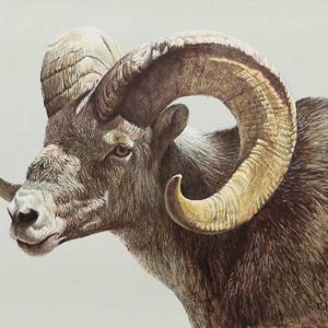 Robert Bateman-Stone Sheep Ram