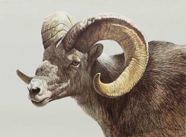 Robert Bateman-Stone Sheep Ram
