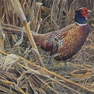 Robert Bateman-Strutting Ring Necked Pheasant