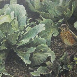 Robert Bateman-Summer Garden Young Robin