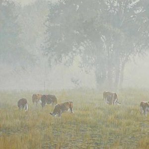 Robert Bateman-Summer Morning Pasture