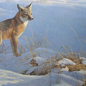 Robert Bateman-Swift Fox