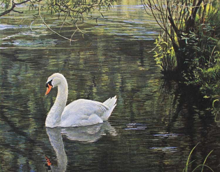 Robert Bateman-Sylvan Stream Mute Swan