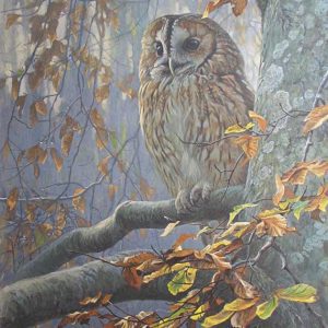 Robert Bateman-Tawny Owl in Beech Tree