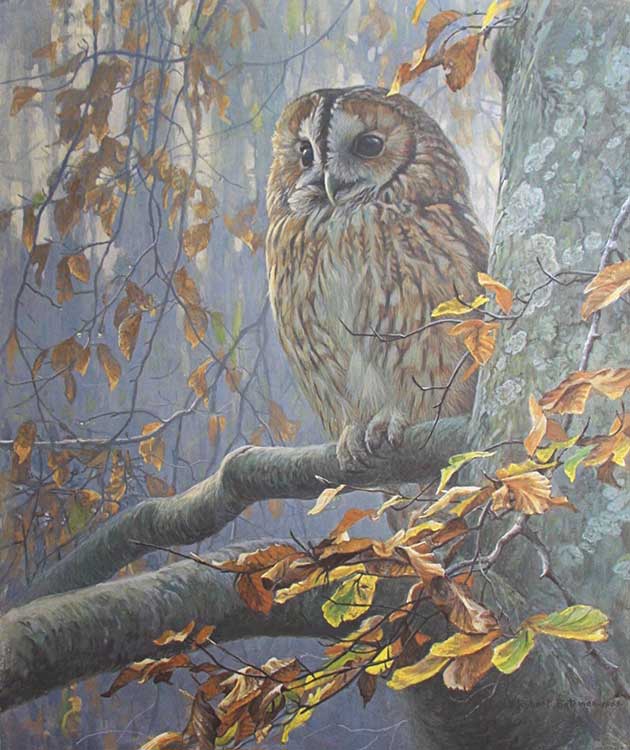 Robert Bateman-Tawny Owl in Beech Tree
