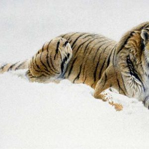 Robert Bateman-Watching Siberian