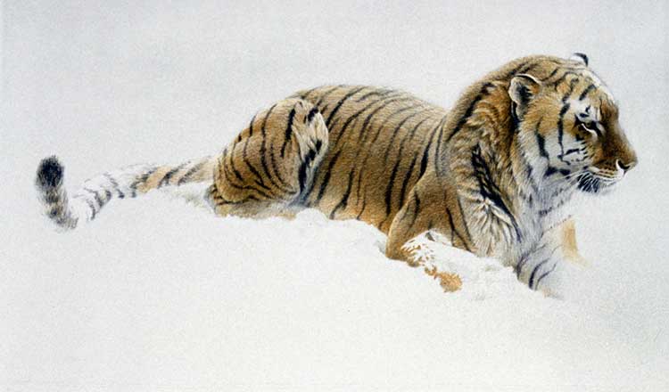 Robert Bateman - Watching - Siberian Tiger
