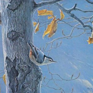 Robert Bateman-White breasted Nuthatch on Beech Tree