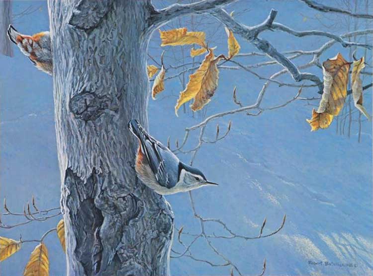 Robert Bateman - White-breasted Nuthatch on Beech Tree