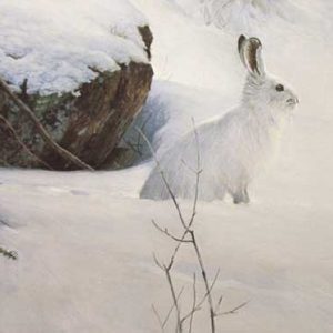 Robert Bateman-White on White Snowshoe Hare