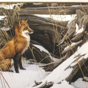 Robert Bateman-Wily and Wary Red Fox