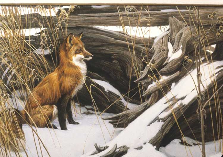 Robert Bateman - Wily and Wary Red Fox