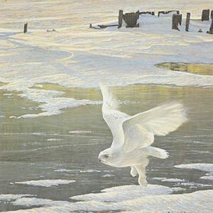 Robert Bateman-Winged Spirit Snowy Owl