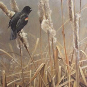 Robert Bateman - Winter Cattails Redwinged Blackbird