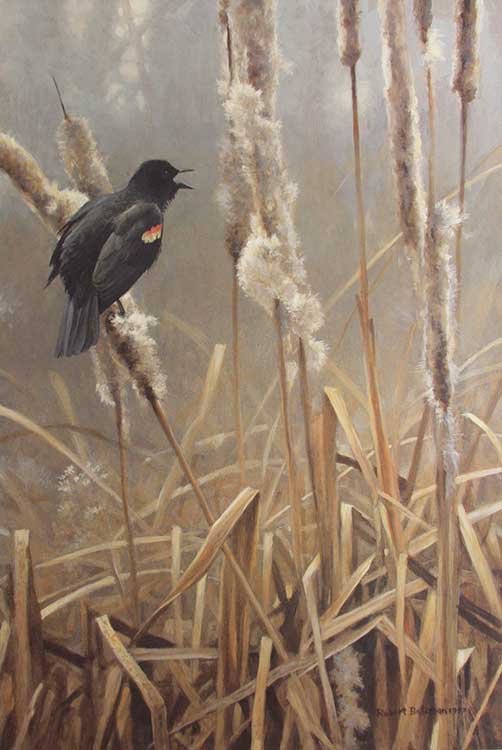 Robert Bateman-Winter Cattails Redwinged Blackbird