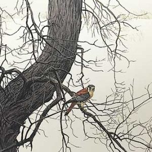 Robert Bateman-Winter Elm American Kestrel