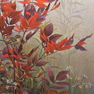 Robert Bateman - Yellow-Rumped Warbler