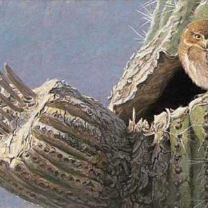 Robert Bateman - Young Elf Owl - Old Saguaro