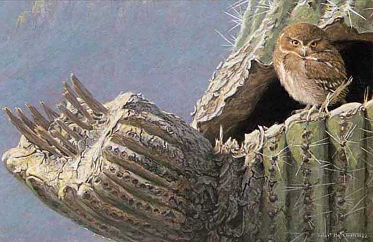 Robert Bateman-Young-Elf Owl-Old Saguaro