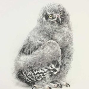 Robert Bateman-Young Snowy Owl