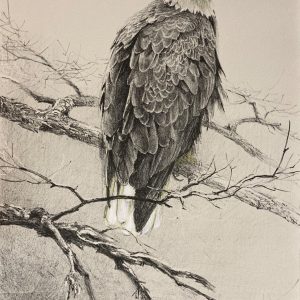 Robert Bateman-Bald Eagle Study I