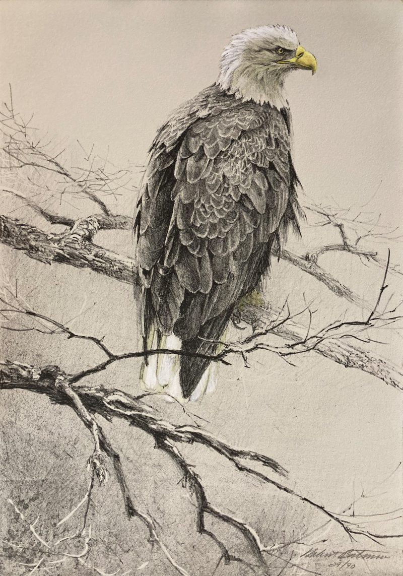 Robert Bateman-Bald Eagle Study I