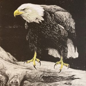 Robert Bateman-Bald Eagle Study IV