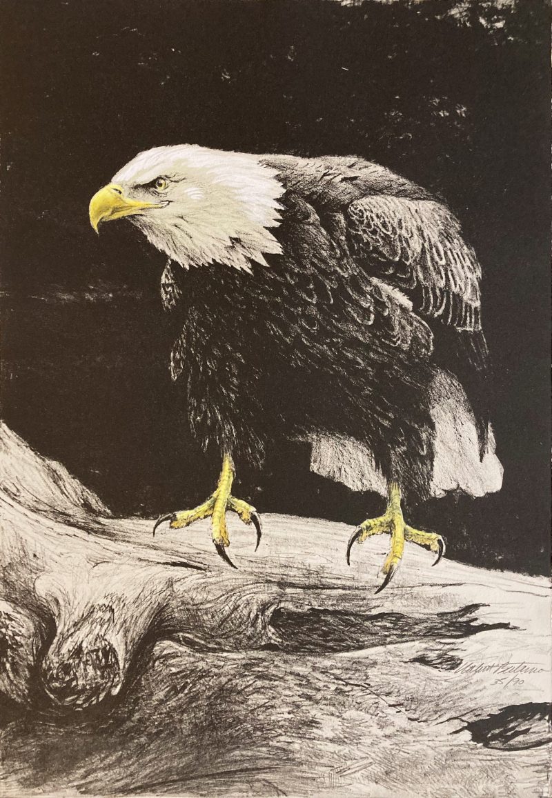 Robert Bateman-Bald Eagle Study IV