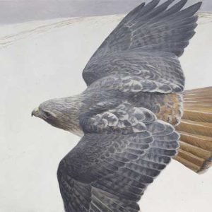 Robert Bateman-Red Tailed Hawk in Flight - Original Painting