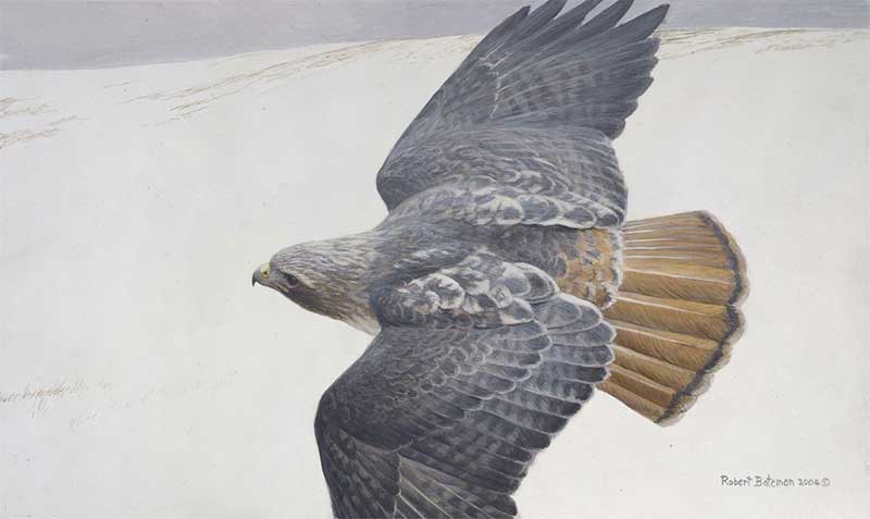 Robert Bateman-Red Tailed Hawk in Flight - Original Painting