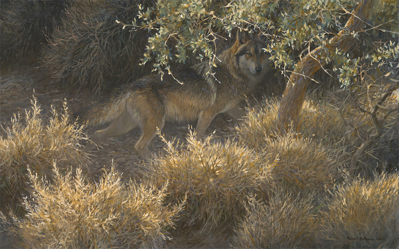 Robert Bateman - Sierra Evening - Mexican Wolf - Original Painting