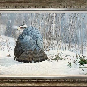 Johan de Crem-Goshawk Mantling