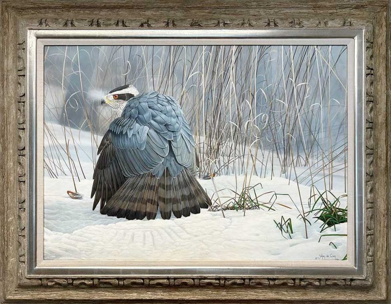 Johan de Crem-Goshawk Mantling