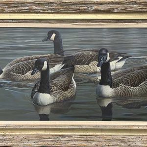 Paco Young-Kent Pond Canadas
