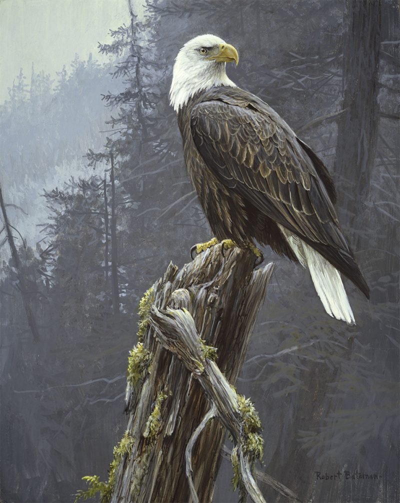 Robert Bateman-Coastal Majesty - Bald Eagle