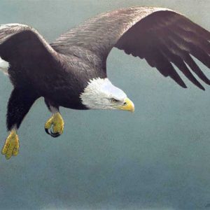 Robert Bateman - Approach-Bald-Eagle