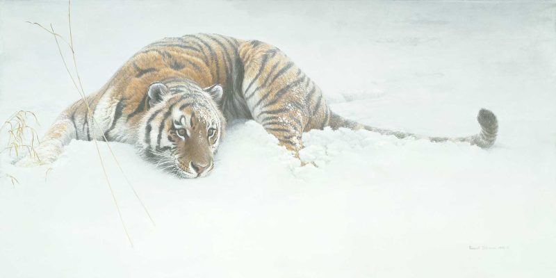 Robert Bateman - Sudden Move - Siberian Tiger