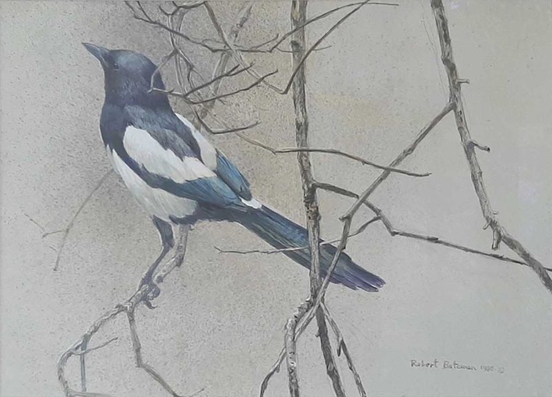 Magpie - Original Painting