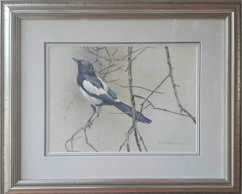 Magpie - Original Painting