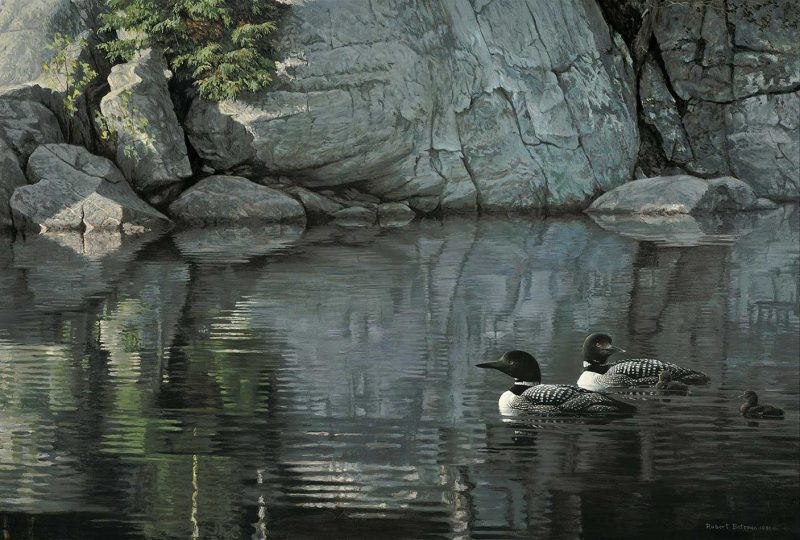 Robert Bateman - Northern Reflections - Loon Family