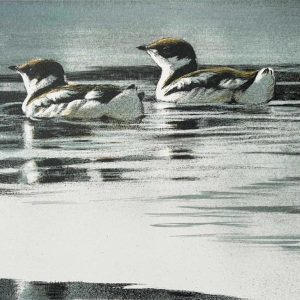 Robert Bateman - Marbled Murrelets
