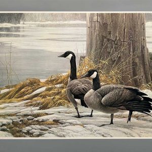 Robert Bateman - Canada Geese