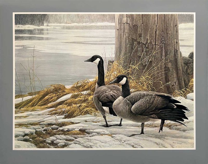 Robert Bateman - Canada Geese