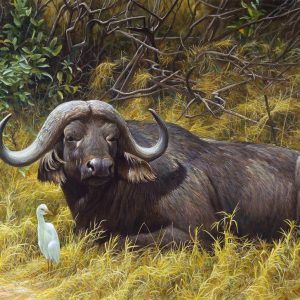 Robert Bateman - Resting Place - Cape Buffalo