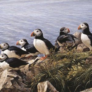 Robert Bateman - Bright Day - Atlantic Puffins