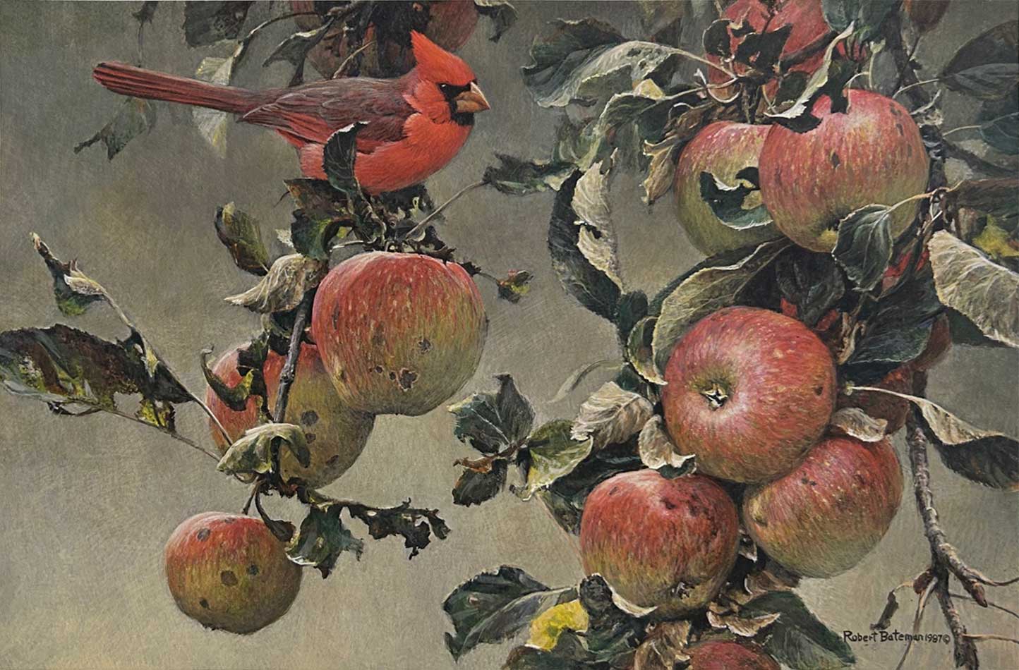 Robert Bateman - Cardinal and Wild Apples