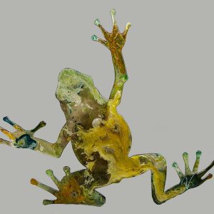Jeff Vermeeren - Medium Frog