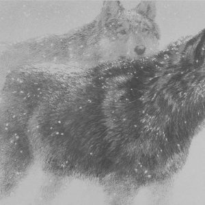 Robert Bateman - Wolf Pair in Winter
